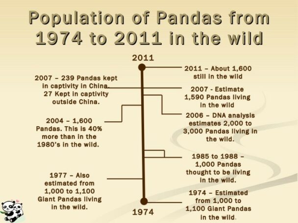 Giant Panda Facts For Kids - Learn All About Pandas