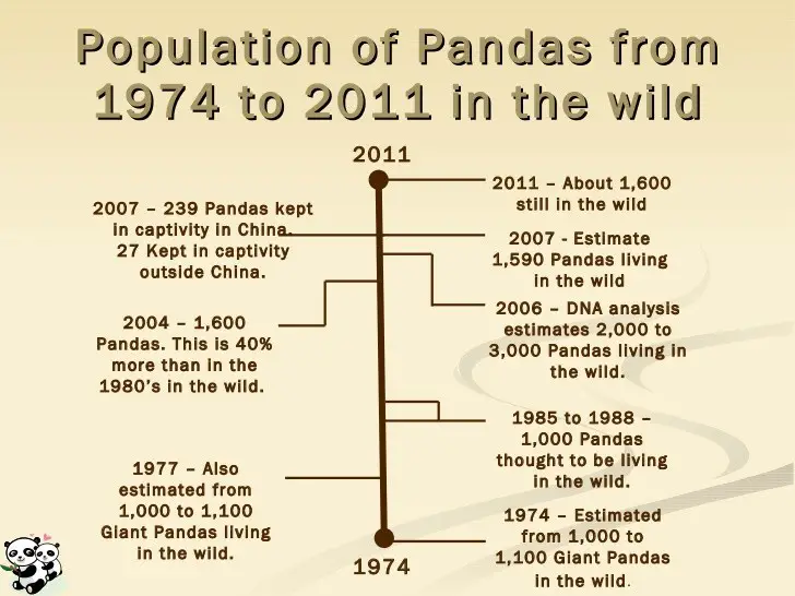 Giant Panda Facts For Kids Learn All About Pandas