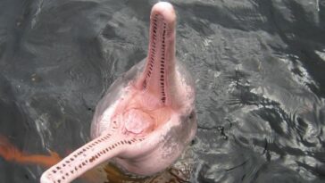 Pink River Dolphin Facts