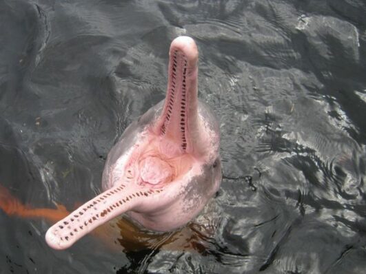 Pink River Dolphin Facts - Amazon River Dolphin Facts