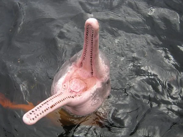 Pink River Dolphin Facts Amazon River Dolphin Facts