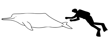 Pink river dolphin size