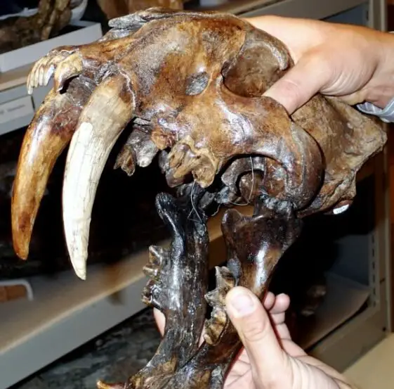 What did Saber Tooth Tigers Eat - Saber Tooth Tiger Diet