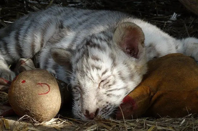 Baby White Tiger - White Tiger Cubs