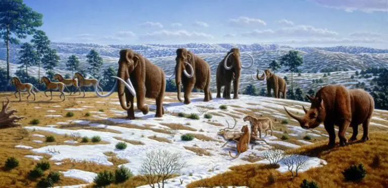 How Big was a Saber Tooth Tiger - Saber Tooth Tiger Size