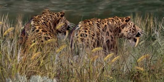 Saber Tooth Tiger Habitat – Where did the Saber Tooth Tiger Live