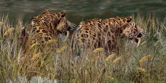 Saber Tooth Tiger Habitat – Where did the Saber Tooth Tiger Live