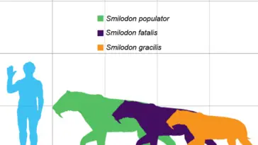 Smilodon species size comparison