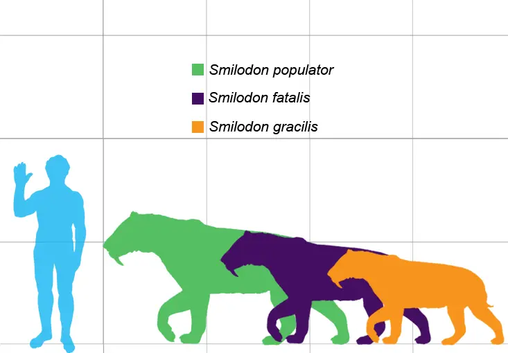Smilodon species size comparison