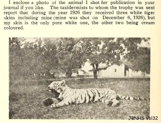 WHite tiger history