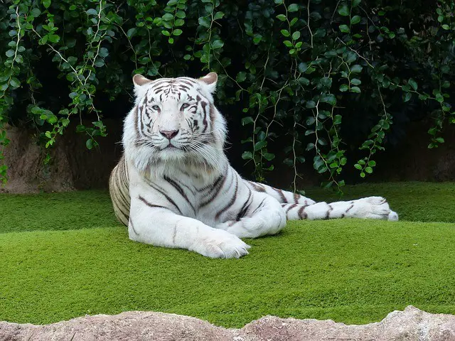 White Bengal Tiger Facts for Kids