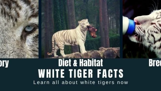 What Do White Tigers Eat - White Tiger Diet - White Tiger Food