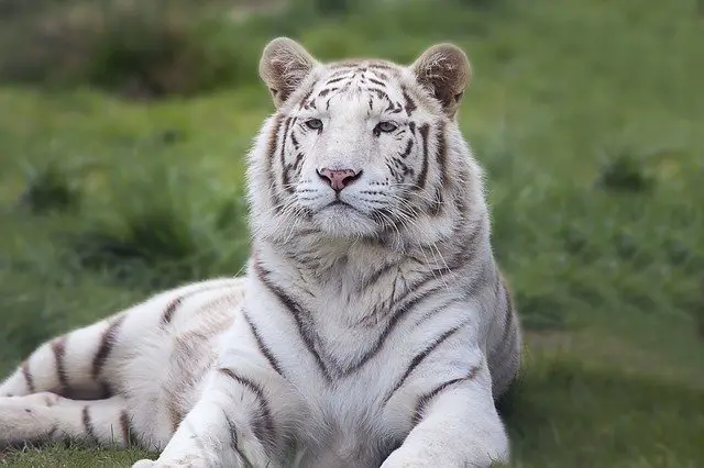 White Tiger Facts for Kids