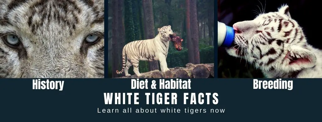 White Tigers: Facts, Threats, & Conservation