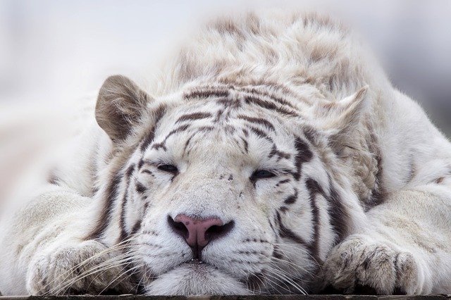 White Tiger Facts For Kids All About White Tiger