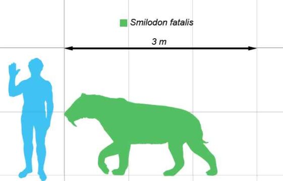 How Big was a Saber Tooth Tiger - Saber Tooth Tiger Size