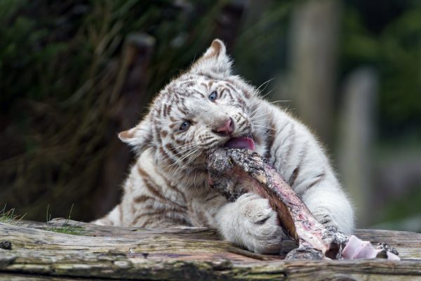 white itger diet - what do white tiger eat