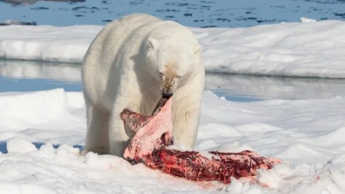 what do polar bears eat