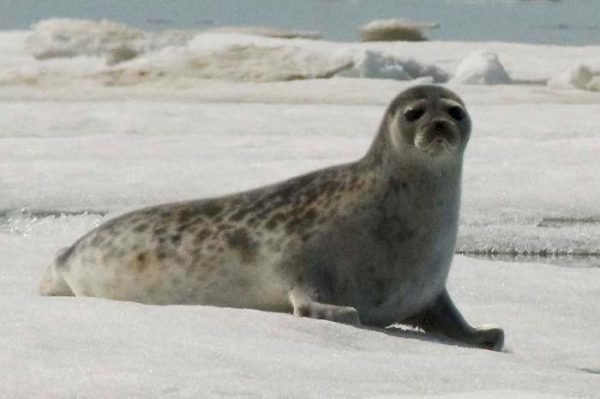 A seal resting on the sea ice