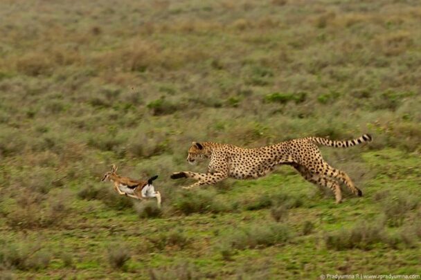 What Do Cheetahs Eat – Cheetah Diet