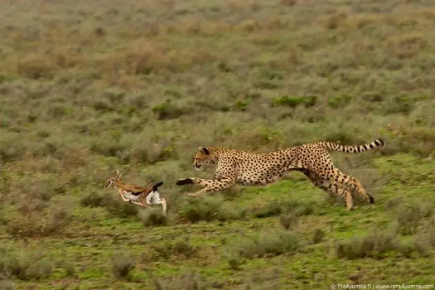 What Do Cheetahs Eat Cheetah Diet 