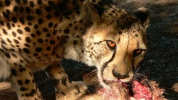 what do cheetahs eat