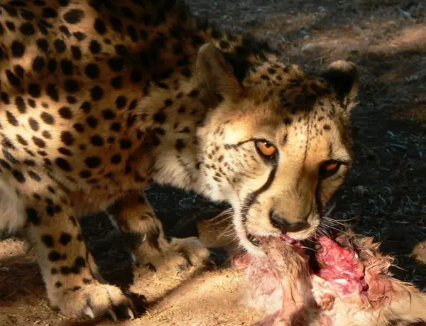 what do cheetahs eat