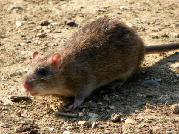Brown or Norway rats