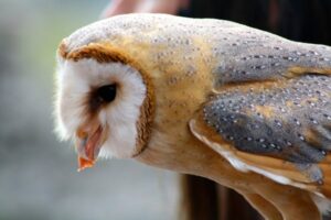 What Do Barn Owls Eat - Barn Owls Diet