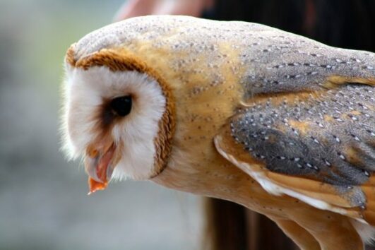 what-do-barn-owls-eat-barn-owls-diet