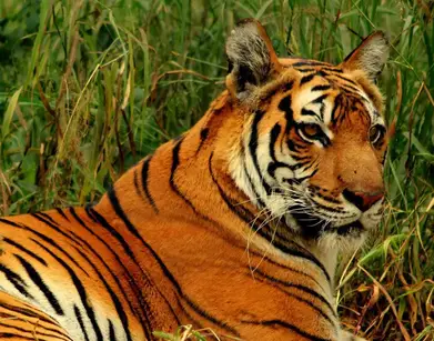 How Long Do Tigers Live Tiger Lifespan