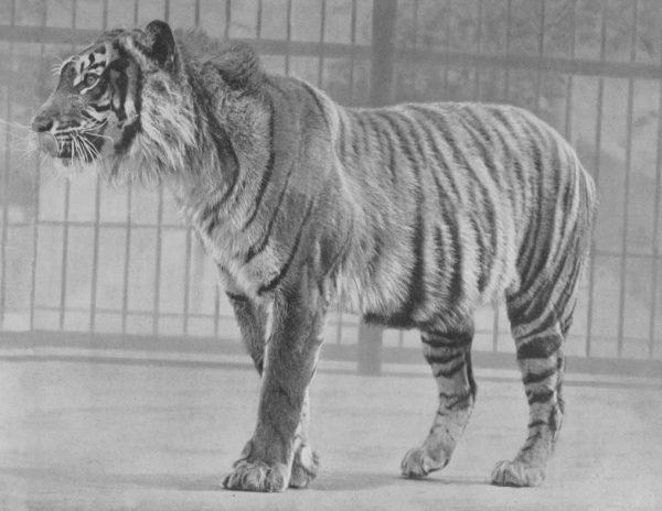 How Long Do Javan Tigers Live