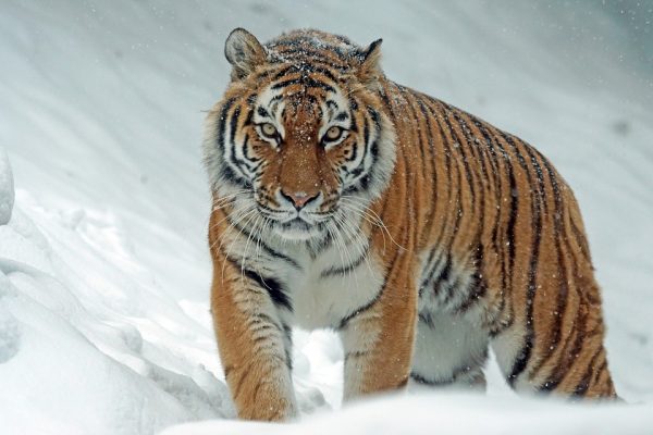 How Long Do Siberian Tigers Live