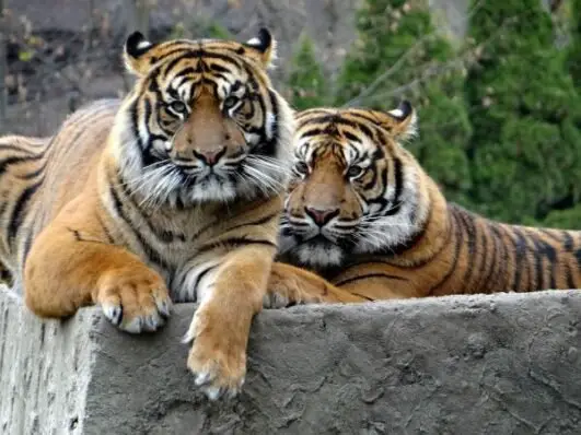 How Long Do Tigers Live - Tiger Lifespan