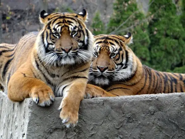 How Long Do Sumatran Tigers Live