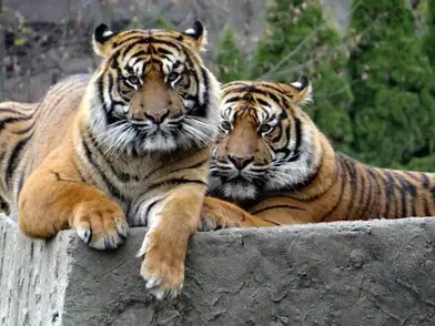 How old do tigers live in captivity