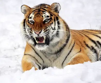 How Long Do Tigers Live Tiger Lifespan