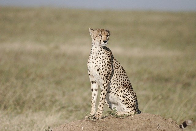 Cheetah Facts For Kids - All About Cheetahs
