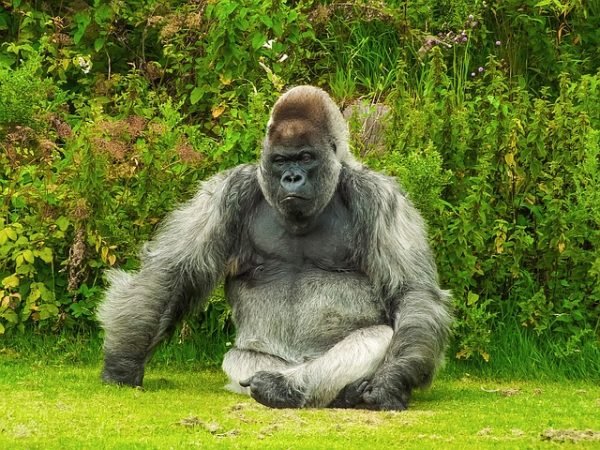 Gorilla Facts For Kids - All About Gorillas