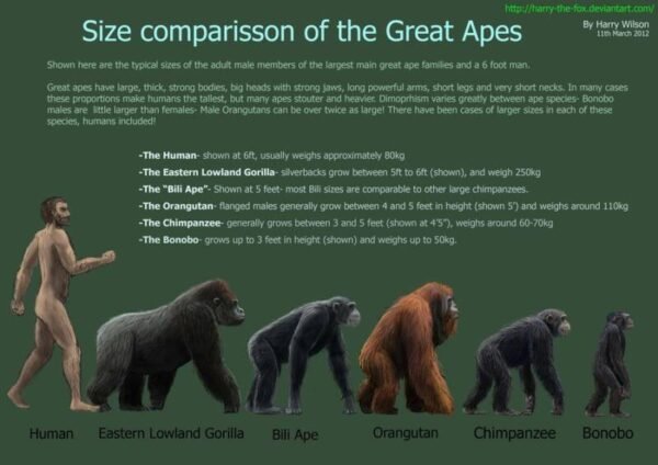 Gorilla Facts For Kids - All About Gorillas