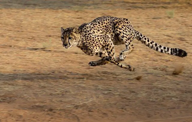 Speed of cheetah