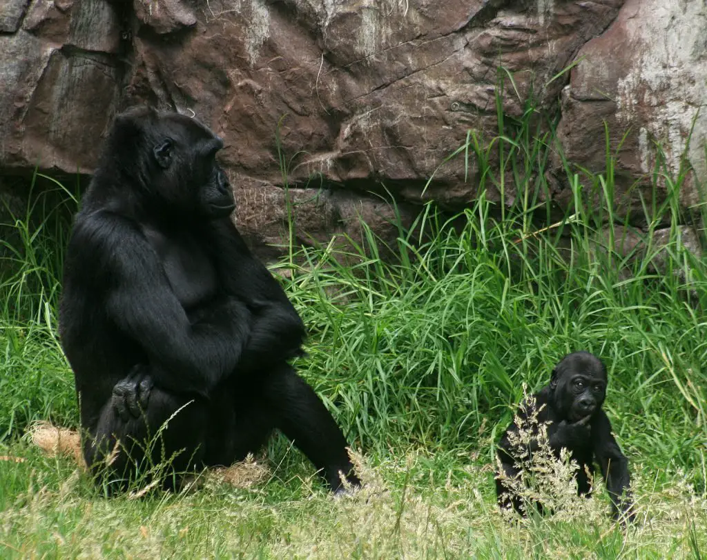 Gorilla Facts For Kids - All About Gorillas