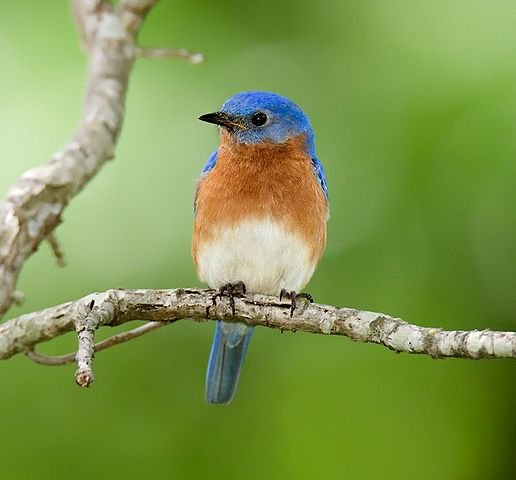 Blue Bird. New York Facts