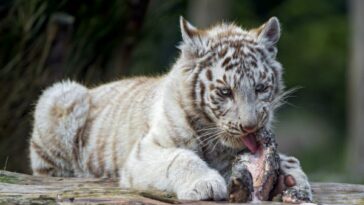 What do white tigers eat