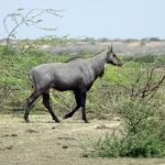 nilgai