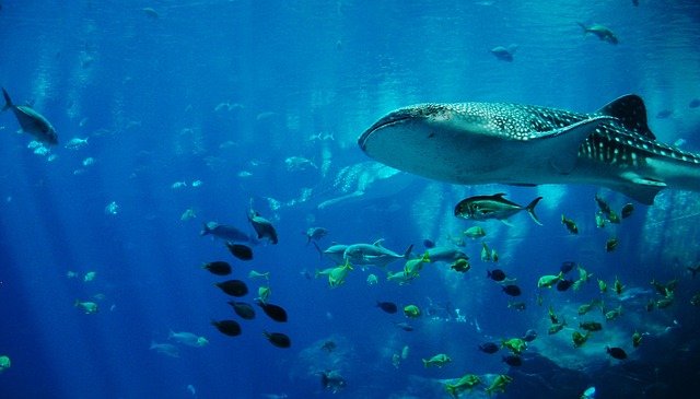 Whale Shark Facts