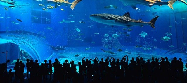 Whale Shark Facts For Kids