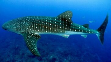 Whale Shark Facts for Kids