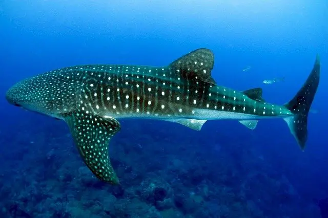 Whale Shark Facts for Kids