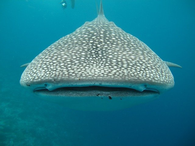 Whale Shark Information
